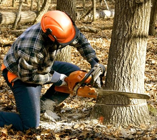 Tree Removal in Tina, MO